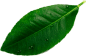 leave__0003_Layer-8.png